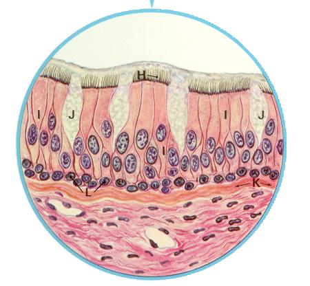 cilia1a.jpg (35625 bytes)